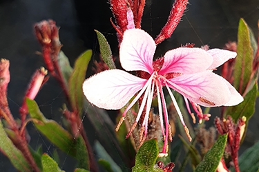 gaura 6.jpg